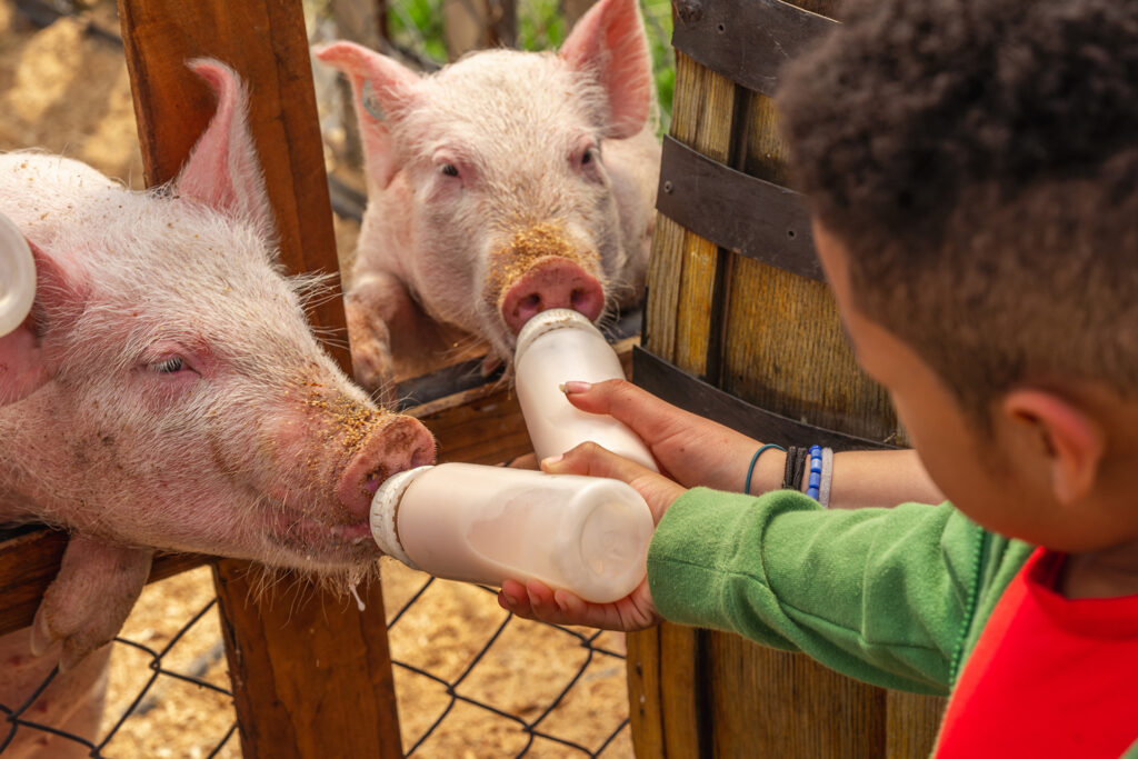 Casa Tibaná - Festival - Faguafest - Naturaleza - Chía
